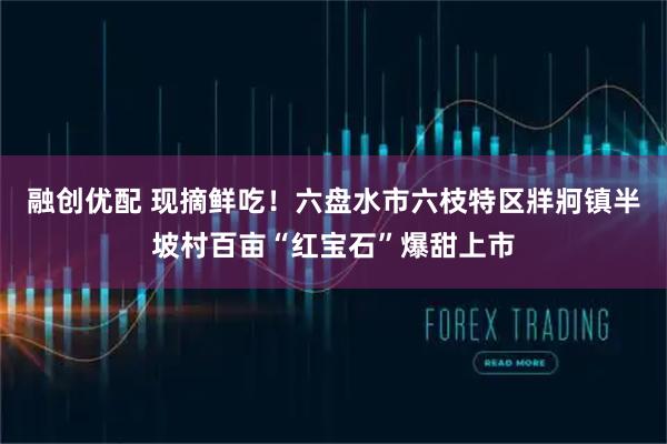 融创优配 现摘鲜吃!六盘水市六枝特区牂牁镇半坡村百亩“红宝石”爆甜上市